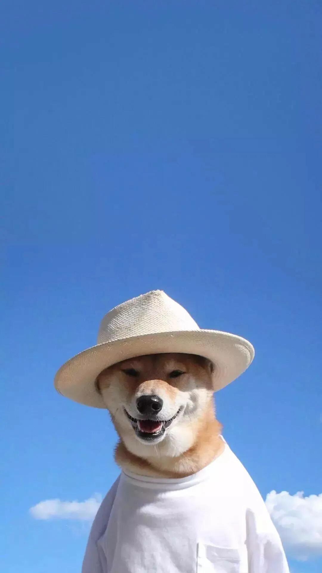 宠物医生教你确定狗的发情期，以及狗的交配方法及注意事项！