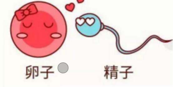 你了解人工授精吗,你了解你的卵泡吗