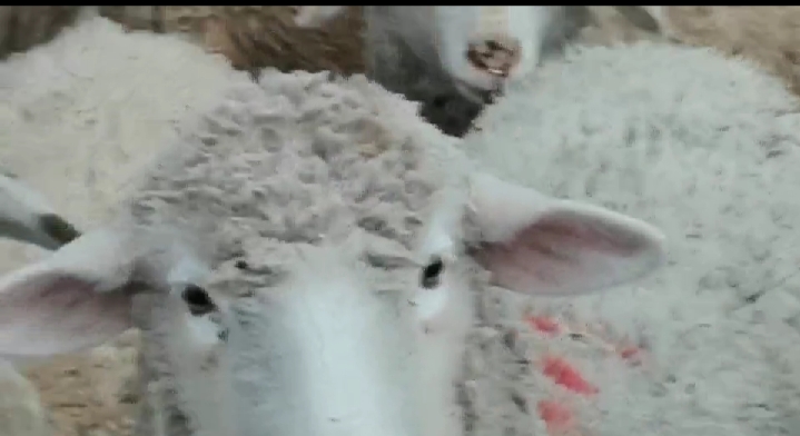 养羊用好两诀窍一年多赚20万元,养羊快速盈利