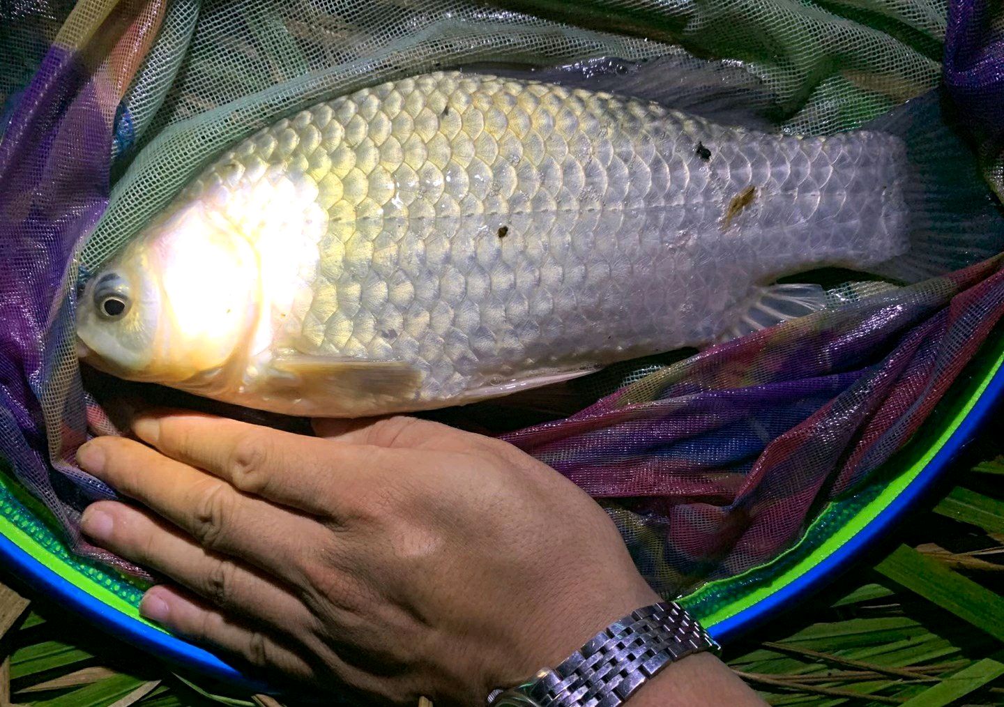 閲庨挀閲庣敓鐢查奔鏂规硶,閲庨挀鐢查奔楂樻晥绉樻柟