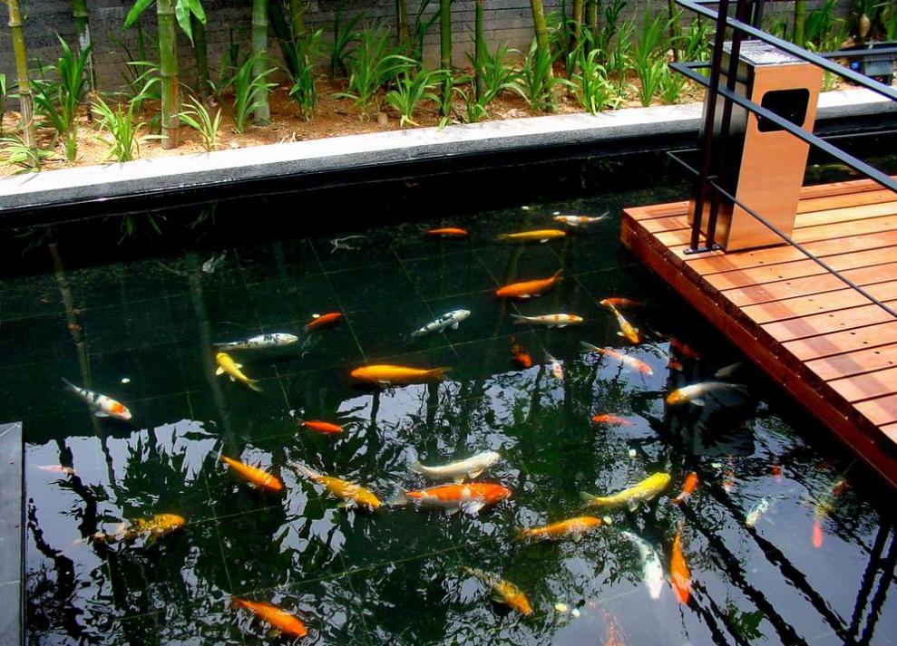 养鱼的技巧庭院小鱼池,庭院鱼池鱼缸组合