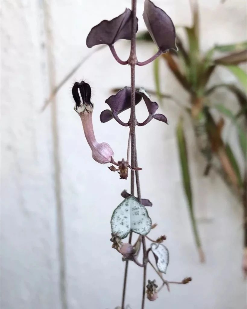 适合室内养的爬藤花期长,跟绿萝一样好养的爬藤植物