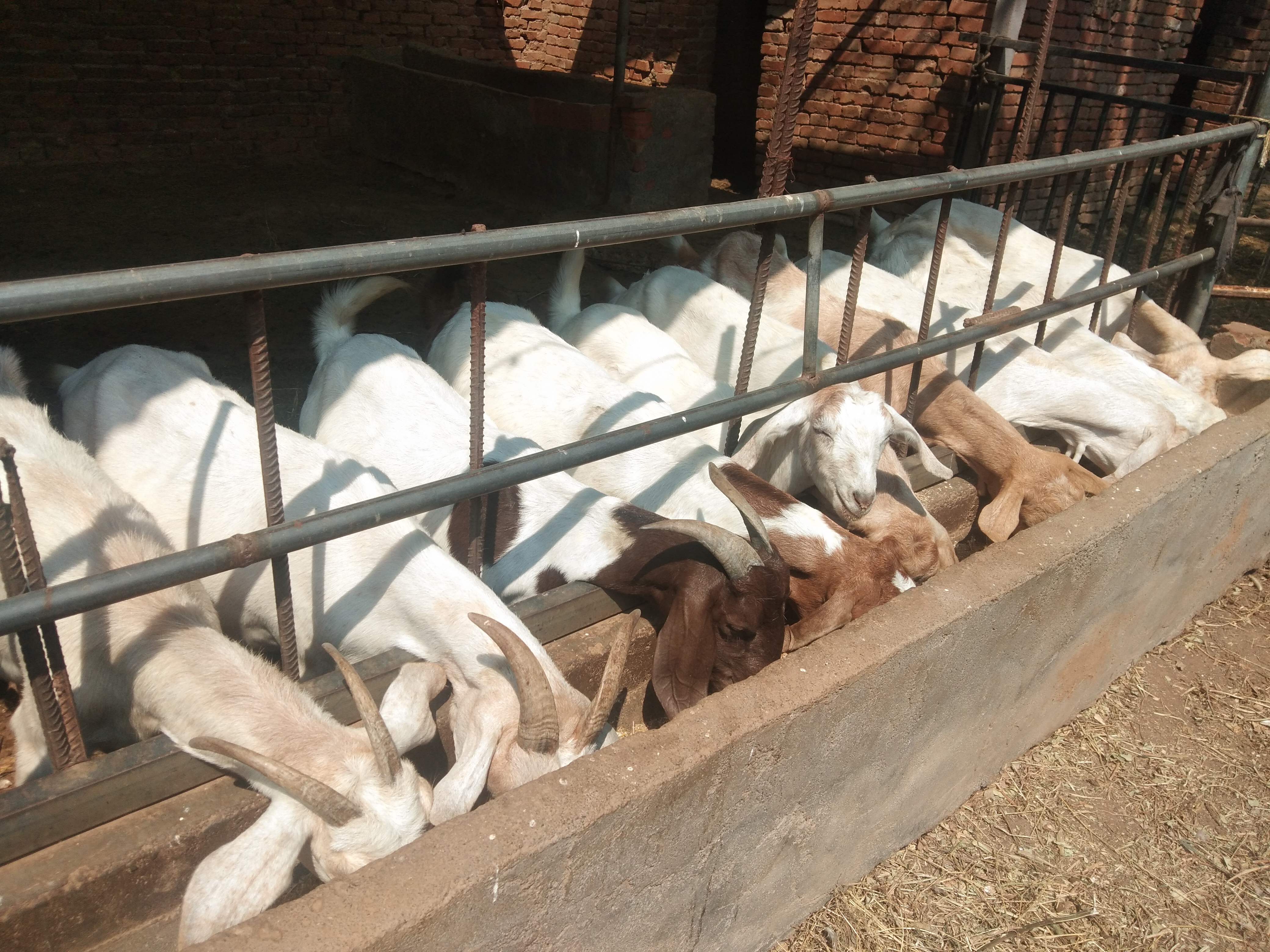 羊产前瘫痪用什么药,产前瘫痪的羊怎么进行治疗