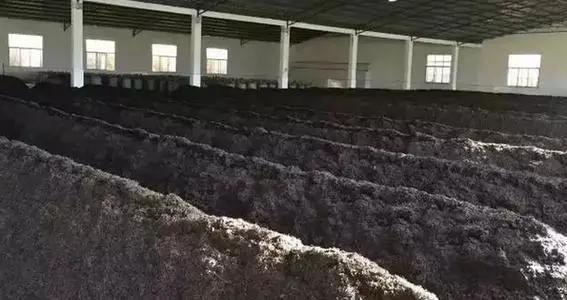 普洱茶小科普,普洱茶英文科普