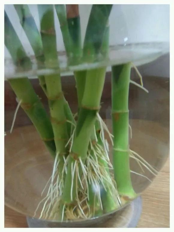 家里养的富贵竹,突然就烂根了,3种正确处理方式,预防烂根