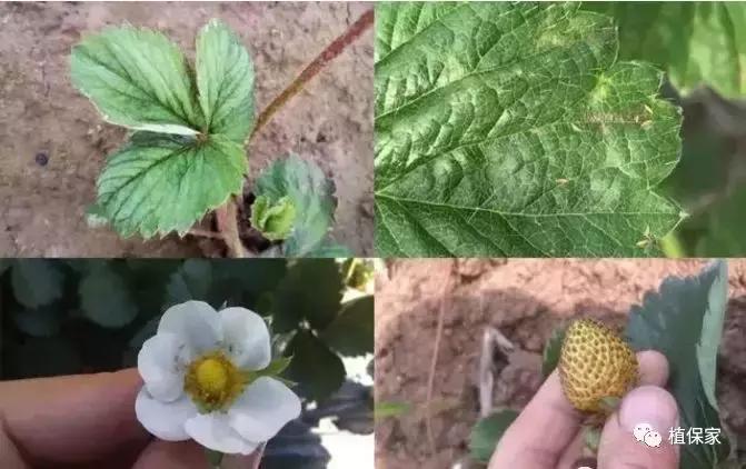 大棚草莓常见病虫害防治方法,南京地区草莓病虫害防治的现状