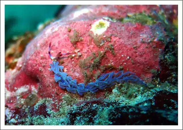 这只风靡网络的可爱“海中小白兔”，竟然颠覆了网友的三观