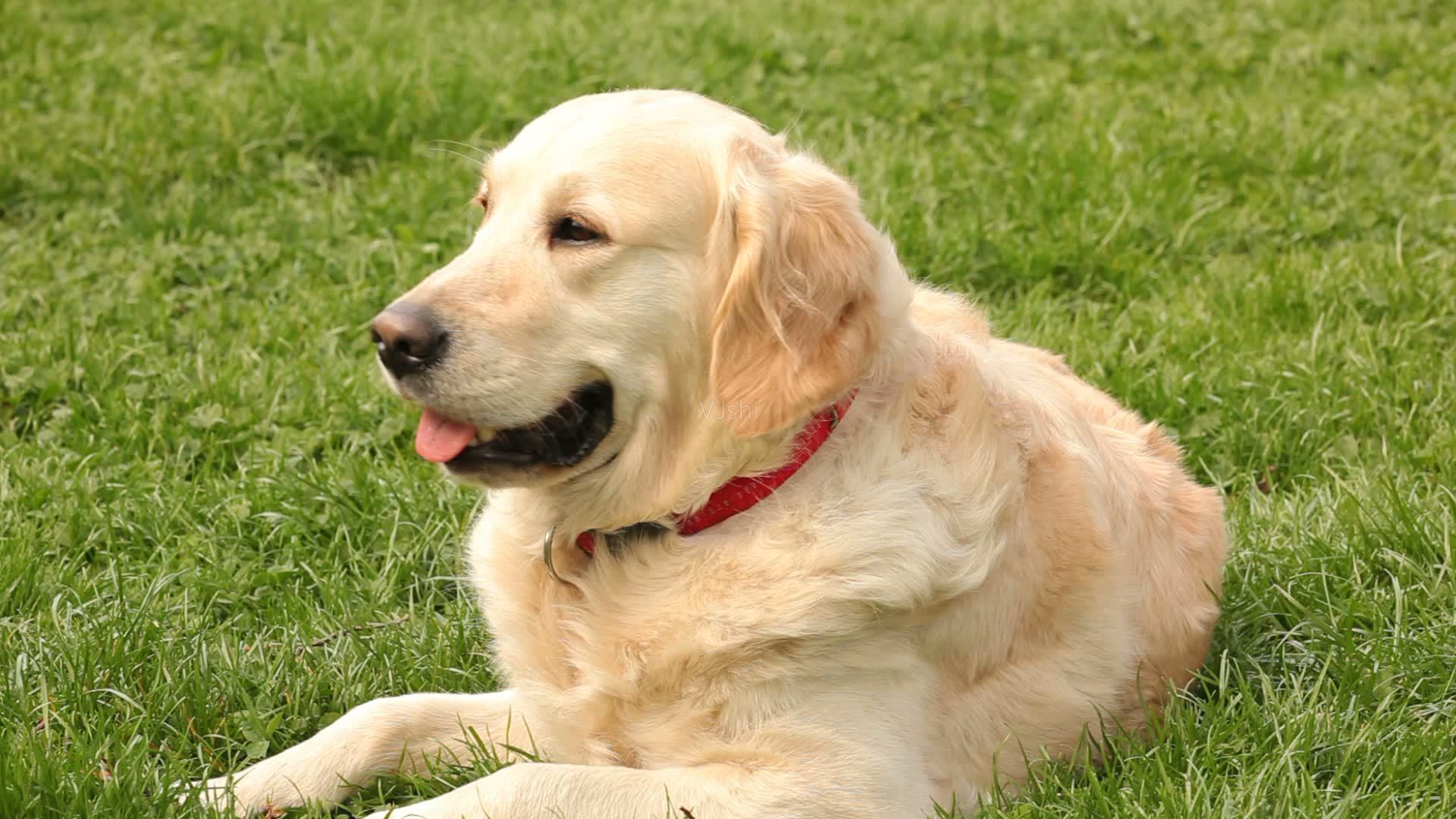 导致狗狗毛掉光的原因,狗狗毛发白有什么预兆