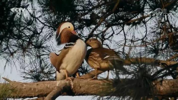 央视拍这种片怎么就没「流量」