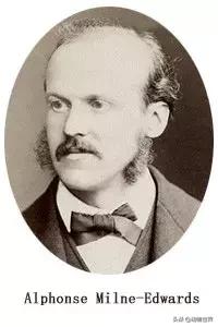 云南滇金丝猴主要栖息地为,中国濒临的动物金丝猴