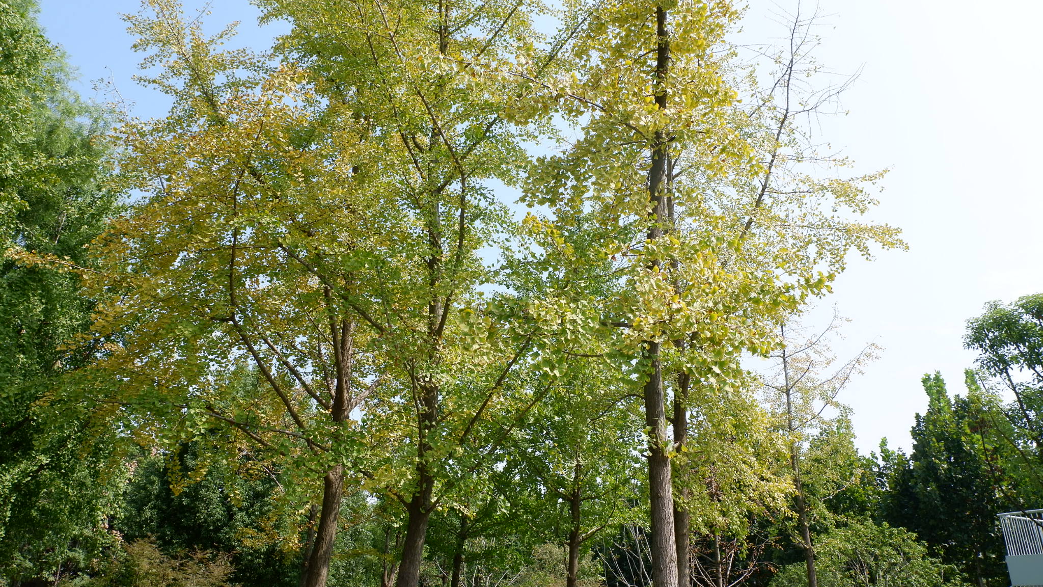 在地铁边看存在了两亿七千万年的树