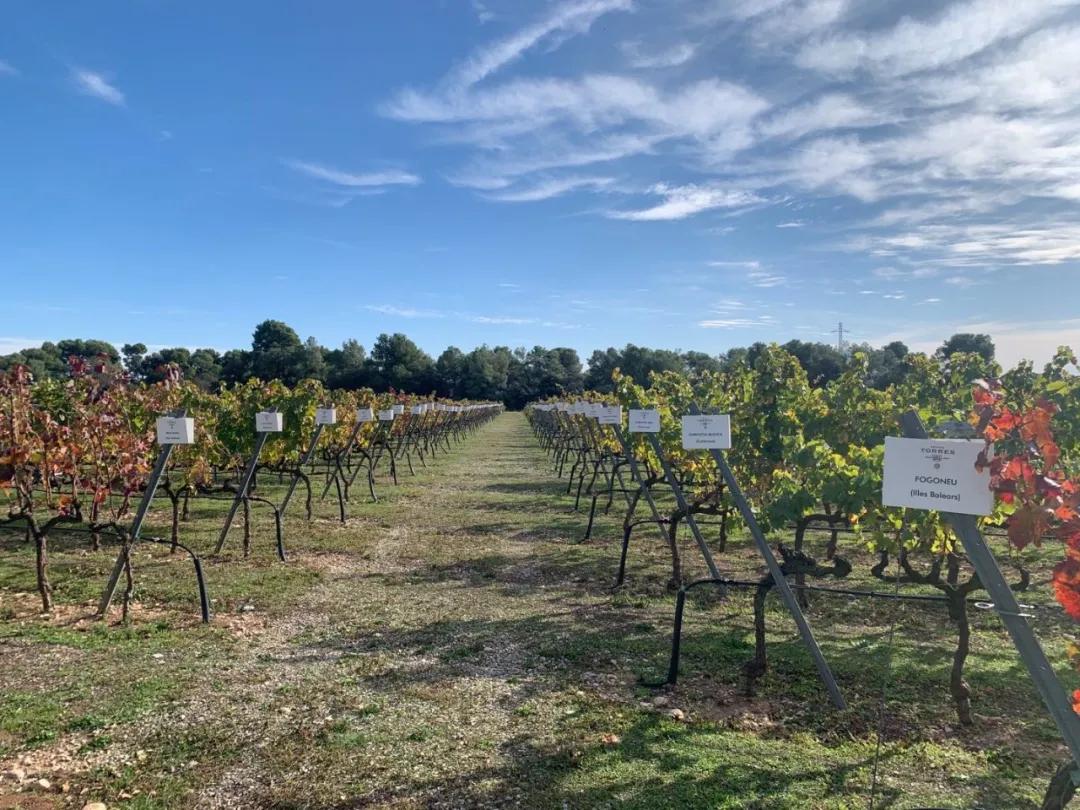 自由行去巴黎西班牙巴塞罗那行程,从巴塞罗那到巴塞罗那