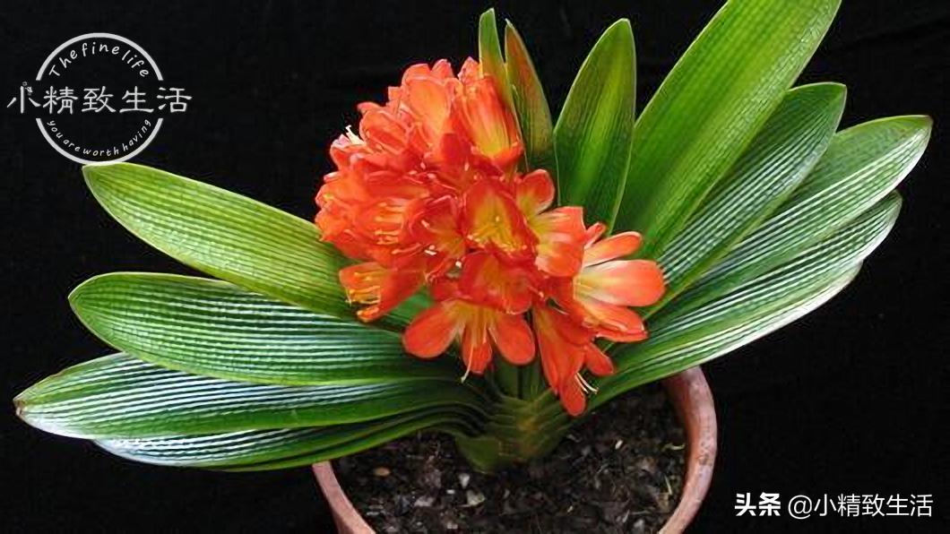 君子兰怎么摆放叶子不会长歪视频,君子兰的叶片长歪了该怎么办