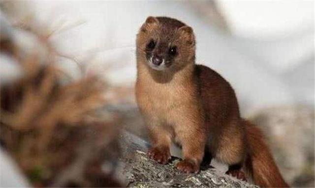 被称为黄大仙的黄鼠狼有多厉害,黄鼠狼为什么被人类称为黄大仙