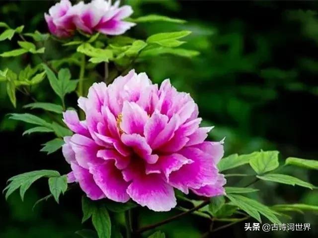 古诗中赞美牡丹的诗句有哪些,我见过雍容华丽的牡丹阅读答案