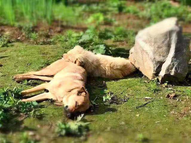 农村7岁小孩在做什么,7岁男孩回家玩什么