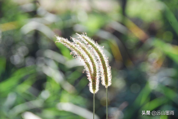 昆明嘉丽泽小镇旅游,昆明嘉丽泽水乡