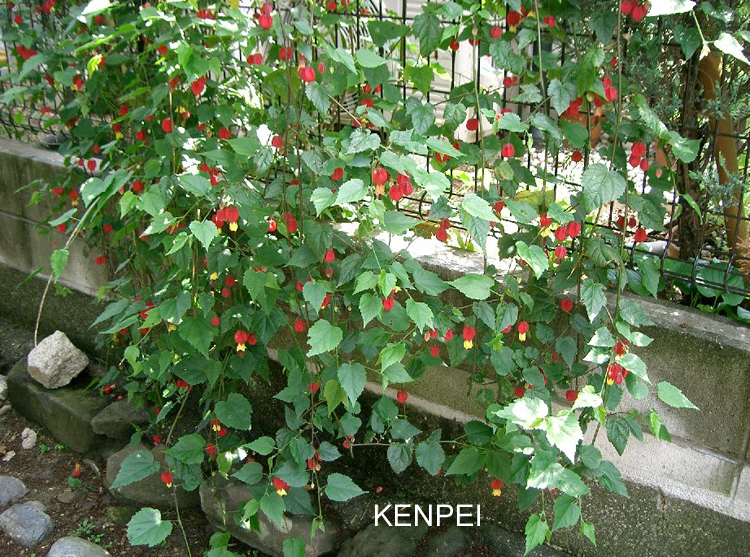 陆龟最喜欢的蔬菜,陆龟爱吃什么