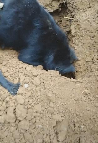 黑嘴土狗挖鼠洞,土狗挖老鼠洞