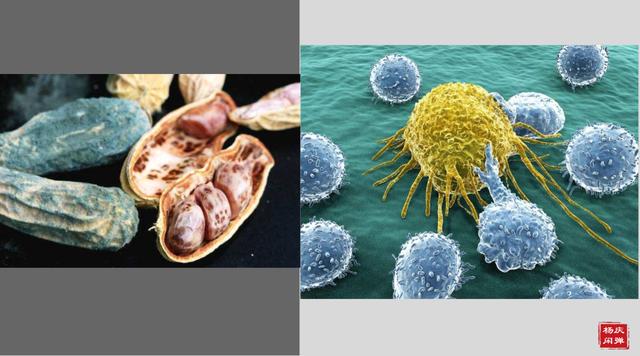 发霉食物对孩子有什么影响,儿童吃发霉食物的危害