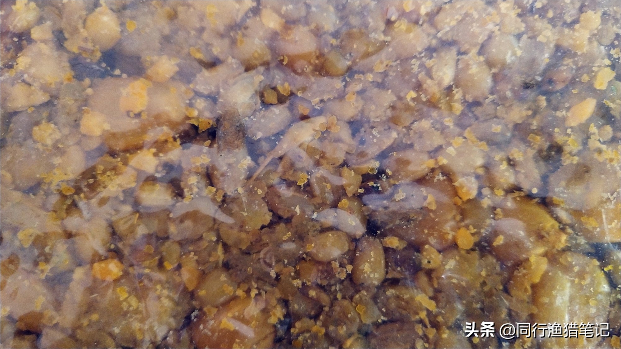 谷麦窝料制作方法和配方比例,谷麦窝料制作方法最新视频