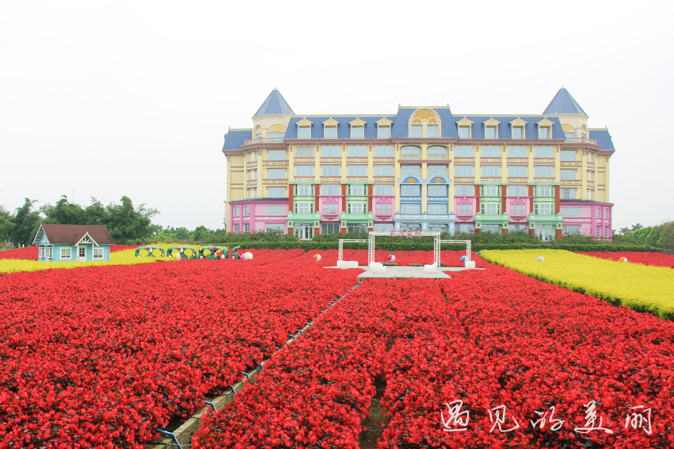 百万葵园有多坑,百万葵园免门票