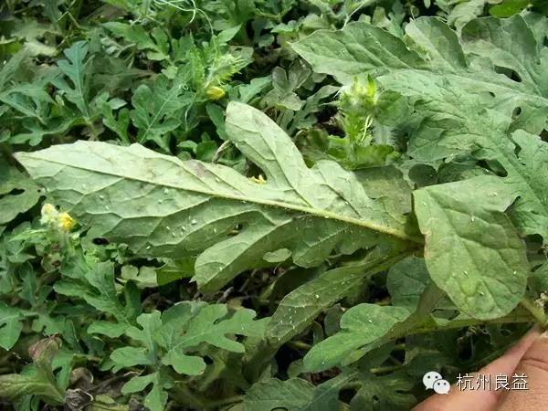 西瓜病虫害一本通表,西瓜红薯种植病虫害防治