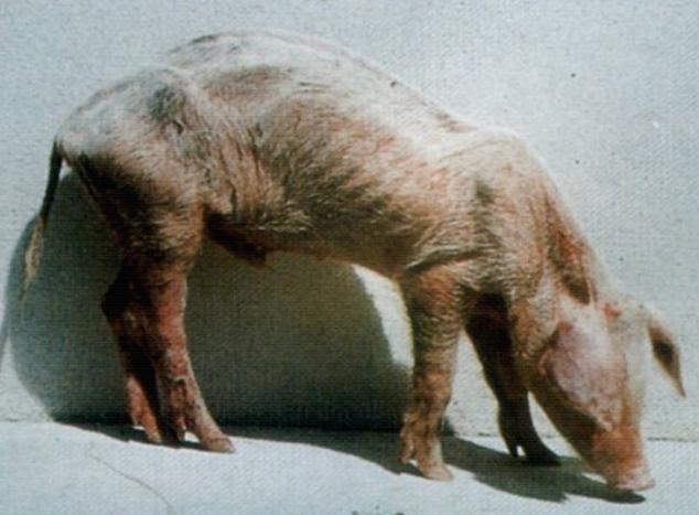 保育猪僵猪怎么治疗,小僵猪不长是怎么回事