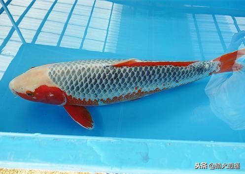 鱼导致突眼最常见的原因,鱼突眼最明显的症状