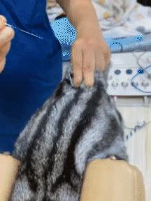 矮脚猫应激后腿无力怎么办,矮脚猫后腿多久能站起来