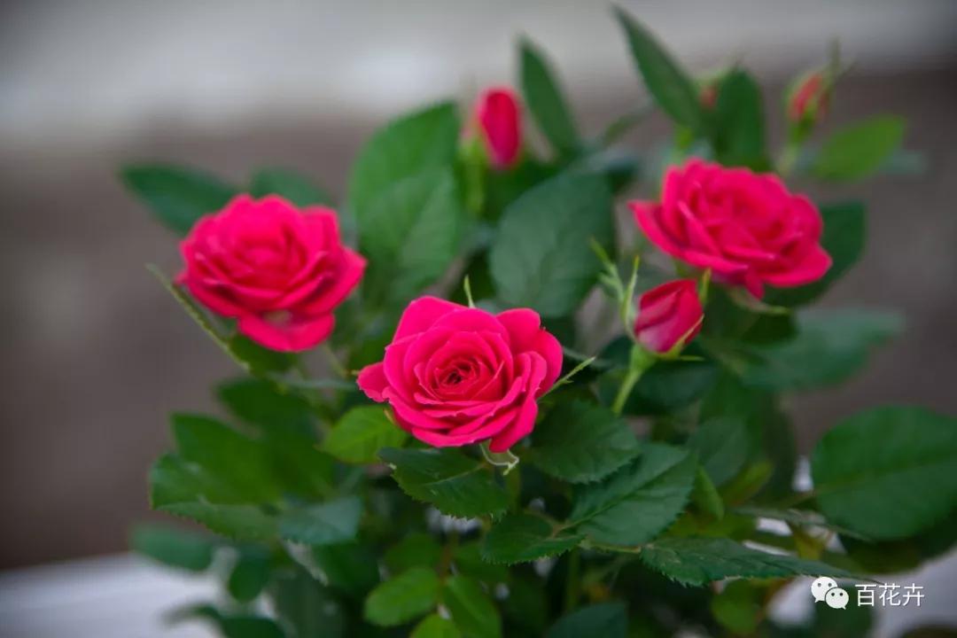 怎么养花才能养得好月季,怎样浇水才能使花更好的生长