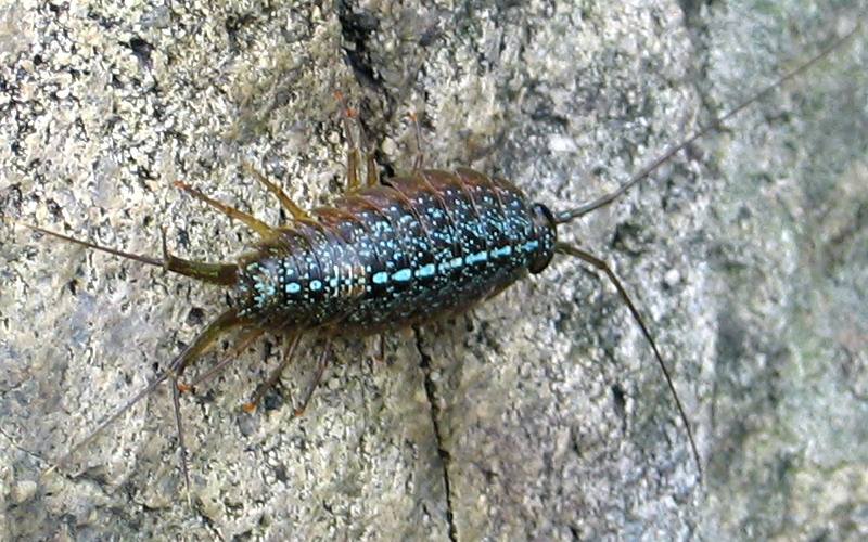 海蟑螂和蟑螂的区别,海蟑螂类似的虫子