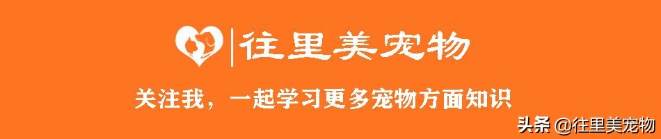 自制鸟笼鸟窝怎么固定,画眉鸟笼子制作详细的方法