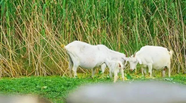 昆山最好的酒店,昆山适合度假的酒店