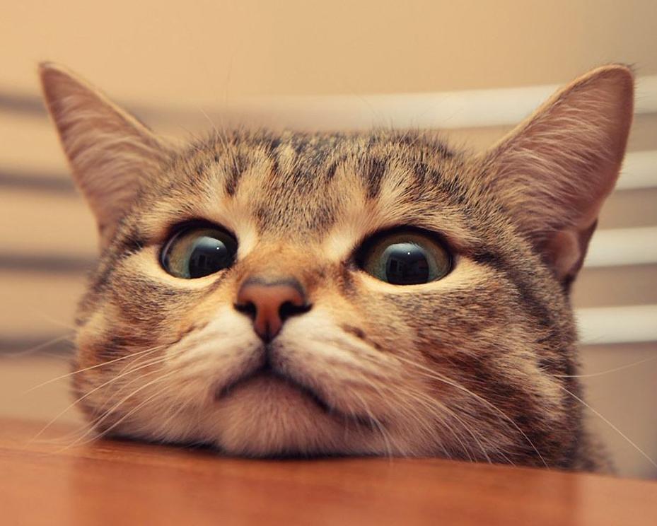 家里不适合养猫了怎么办,家里人不让养猫了但我又舍不得