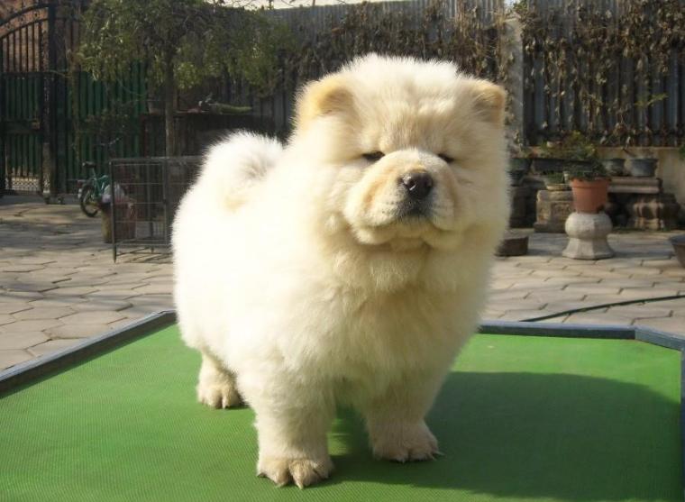 松狮犬的优点与缺点,黑土松狮犬的优点和缺点