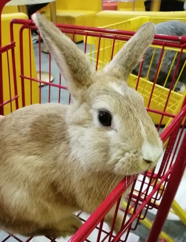 上海周末情侣打卡,上海好玩的萌宠体验馆