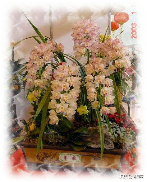 丛林式盆景欣赏,盆景欣赏及制作