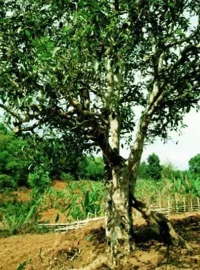 普洱茶藤条分布在哪里,普洱茶的茶山分布之四大茶区