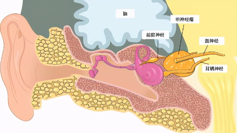 头晕耳鸣听力下降,头晕脑胀听力下降怎么回事