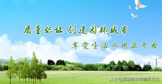 紫塞明珠,紫塞明珠苗木基地在哪里