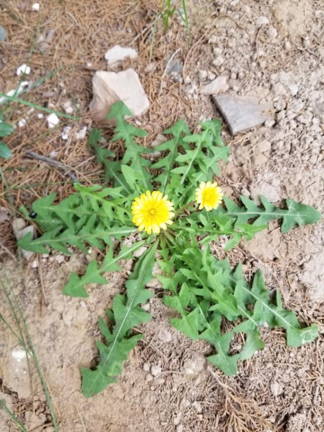 蒲公英的特点和它们的传播途径,蒲公英一年四季会有什么变化