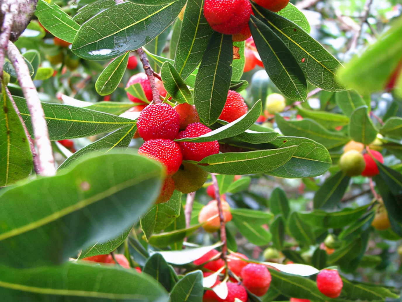 百种果子简介,百种果实图片