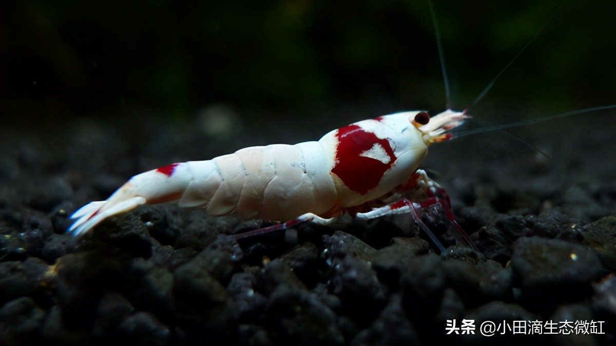 宠物虾简单养殖,虾类宠物观赏