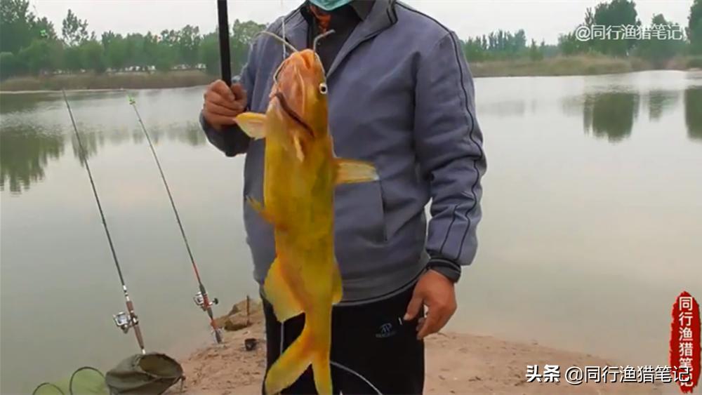 蚯蚓的正确挂法及使用方法,朝天钩挂蚯蚓牢固