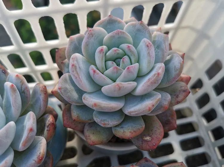 我和多肉,我与多肉