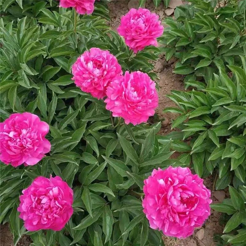 养花人最值得养的十二种花，一种花一种风华，你家养了几种？