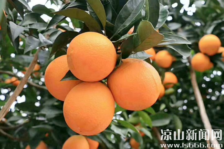 正宗雷波脐橙视频,正宗雷波脐橙介绍