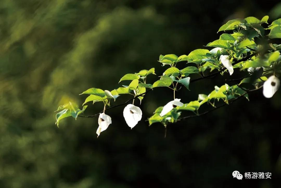 雅安4天旅游攻略最新版,五一去雅安的攻略