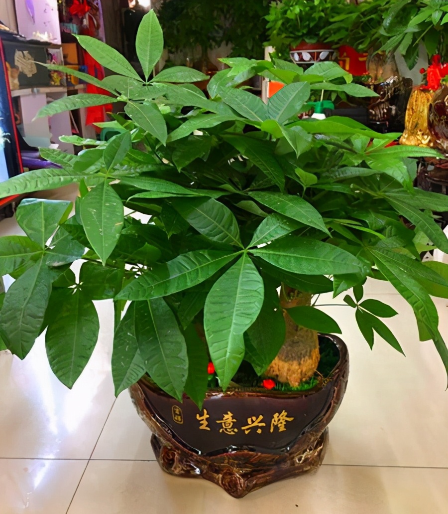 100种绿植大全,50种盆栽绿植花卉大全